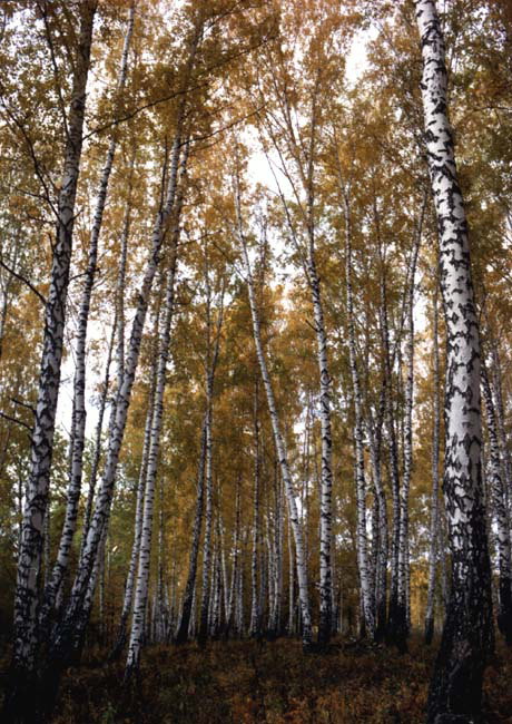 Φθινόπωρο. Birch Grove. Κίτρινα φύλλα από τα δέντρα