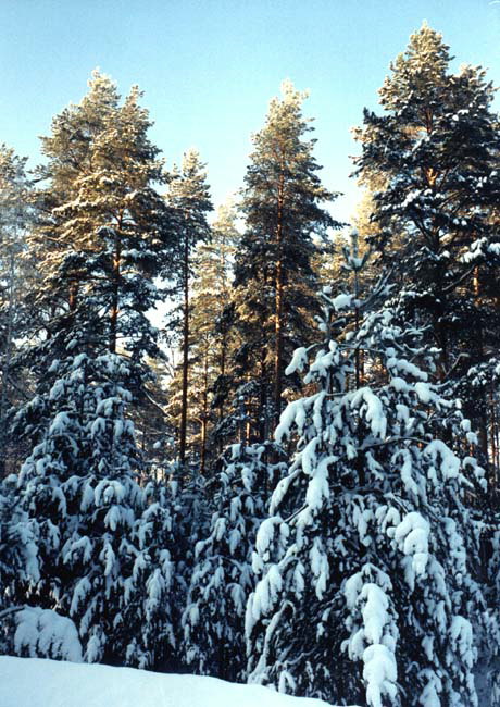 松树林。 在雪地上的树枝树