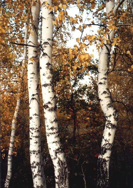 Three birches in autumn forest