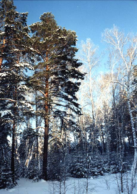 Skogen på vintern. Träd insvept i snö och frost