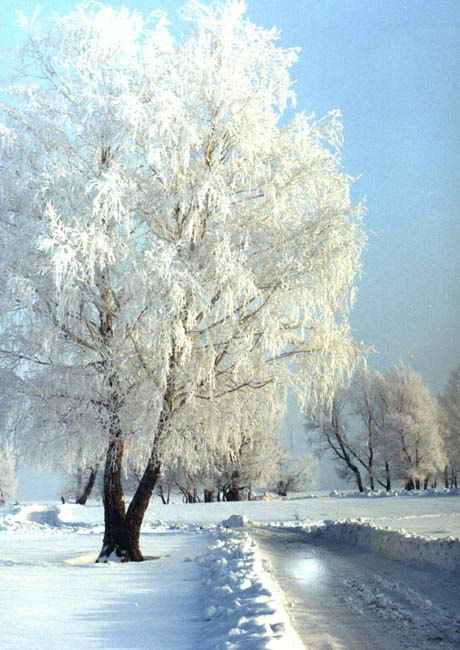 Inverno. Geada em árvores