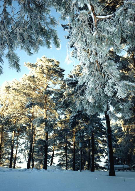 Madeira de inverno. As pólas das árbores envolta en roupa de neve