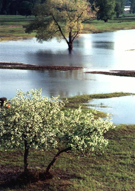 Bahar. Sel. Ağaçlar su ile sular altında kaldı