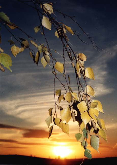 Sunset. Supling birch naliliwanagan ng araw