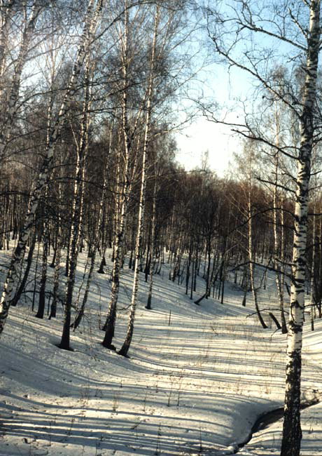 겨울. 숲의 낙엽 눈