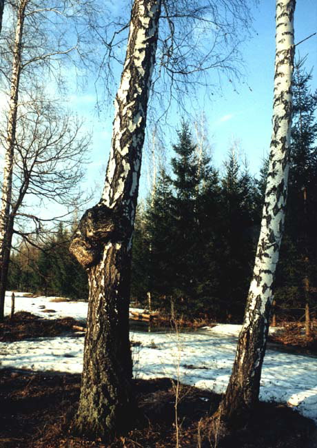 Kevadel. Kaks kase puud asuvad metsa servas