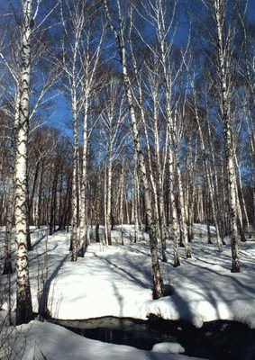 Birch Grove in the snow