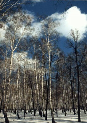 Birch Grove. Blue sky with clouds