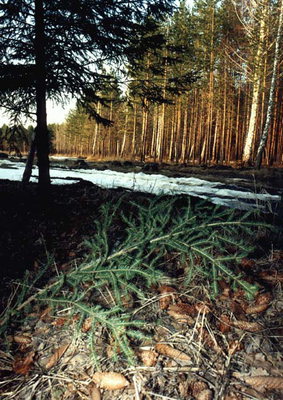Meža priede pēc ziemas. Rogas un Twig kokiem uz Zemes