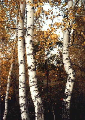 שלושה עצי לבנה בסתיו היער