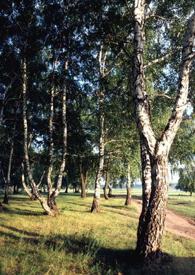 Verán Bosque de árbores no pasto