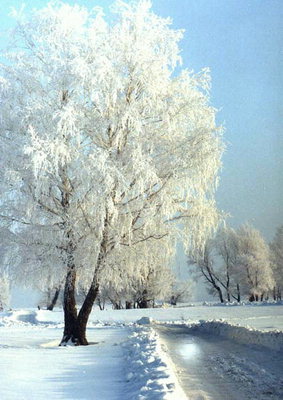 Vinter. Træer i rimfrost