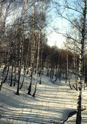 Tél. Lombhullató erdő a hóban