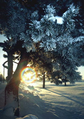 Kış. Ağaçlar kar kaplı