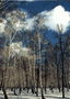 Birch Grove. Ciel bleu avec des nuages