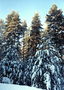 Borovicový les. Konáre stromov v snehu