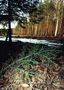 В борова гора след зимата. Конуси и клонка дървета на земята