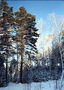 Skov i vinteren. Træer pakket ind i sne og frost