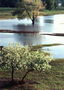 Pranvera. Përmbytjet. Pemë u përmbytën me ujë