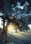 Dimri. Pemë e mbuluar me borë