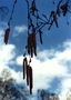 Leto. Štipky brezy s catkins na pozadí modrej oblohy