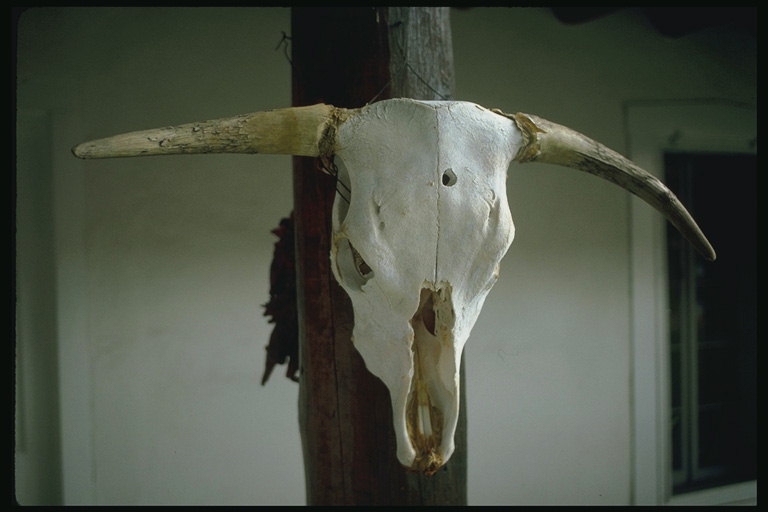 Antica amuleti, cranio toro con le corna