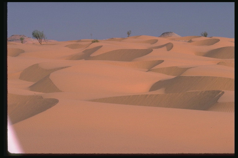 Desert, hiekka, yksittäiset puut
