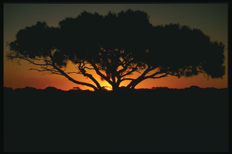 Solnedgång, öken, enstaka träd