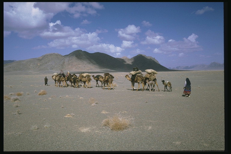 沙漠，骆驼