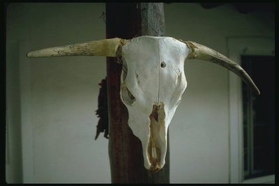 Amulets antics, crani amb banyes de toro