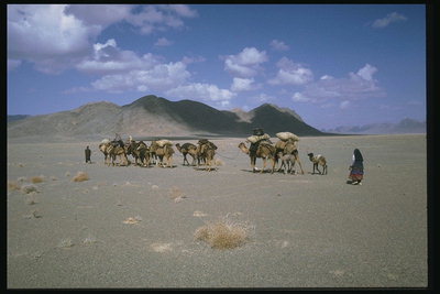 Пустыня, верблюды 