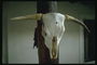Давні амулети, череп бика з рогами