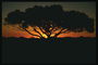 Sunset, autiomaa, yksi puu