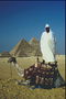 Пирамиды, человек на верблюде 