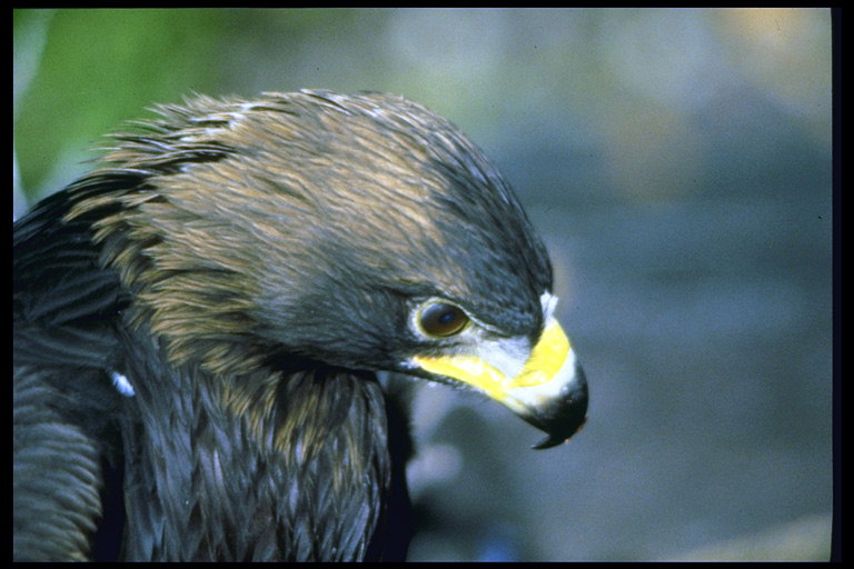 Орел с желтым клювом и темно-коричневым оперением