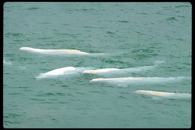 Белые киты