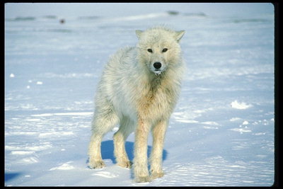 Худой белый волк