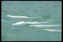 Белые киты