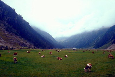 Выпасание коров на горных равнинах