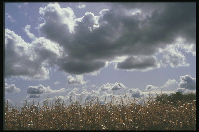 Клочки облаков над кукурузным полем 