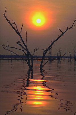 Отражение золотого диска солнца в воде, среди сухих ветвей