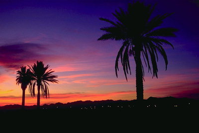 Пальмы на фоне вечернего неба