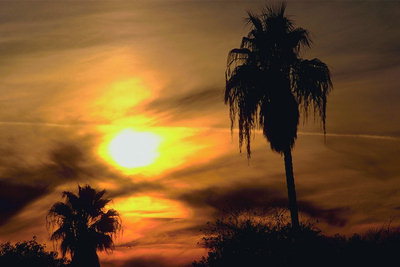 Пальмы. Золото солнца. Коричневые облака