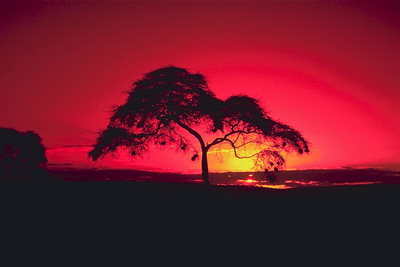 Дерево в лучах вечернего солнца