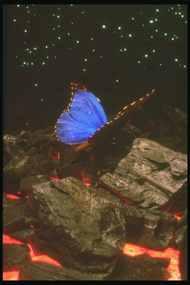 Бабочка на камнях в открытом космосе