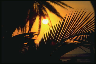 Solnedgang i troperne