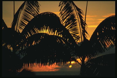 Tropisk solnedgang