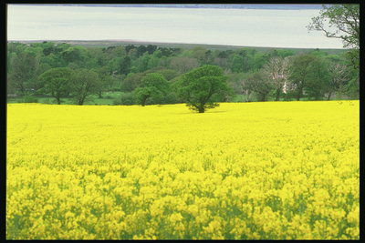 Желтое поле цветов и зеленый горизонт