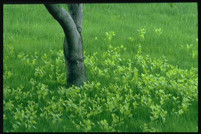 Дерево среди зелени трав