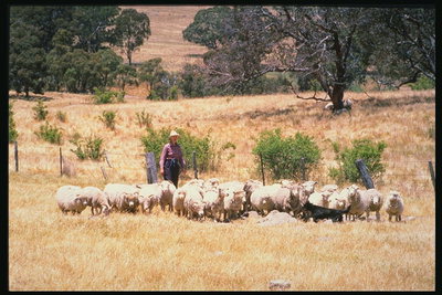 Овцы и пастух